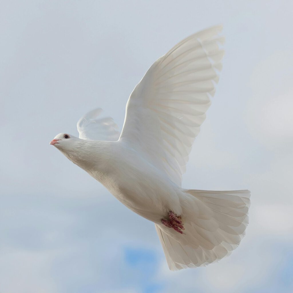 Colombe